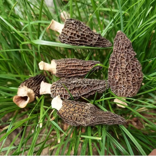 Dried Morel
